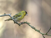 Carduelis spinus 19, Sijs, Saxifraga-Luuk Vermeer