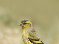 Carduelis spinus 32, Sijs, Saxifraga-Luuk Vermeer