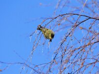 Carduelis spinus 4, Sijs, male, Saxifraga-Dirk Hilbers