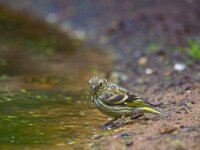 Sijs  Sijs in de Haspel : Cardulus spinus