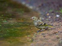 Sijs  Sijs in de Haspel : Cardulus spinus