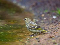 Sijs  Sijs in de Haspel : Cardulus spinus