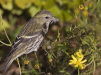Carduelis spinus 8, Sijs, Saxifraga-Mark Zekhuis