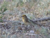 Carpodacus erythrinus 2, Roodmus, Saxifraga-Mark Zekhuis