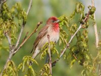 Carpodacus erythrinus 3, Roodmus, Saxifraga- Peter Meininger