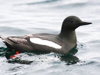 Cepphus grylle 10, Zwarte zeekoet, Saxifraga-Bart Vastenhouw