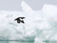 Cepphus grylle 11, Zwarte zeekoet, Saxifraga-Bart Vastenhouw