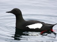 Cepphus grylle 12, Zwarte zeekoet, Saxifraga-Bart Vastenhouw
