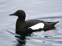 Cepphus grylle 13, Zwarte zeekoet, Saxifraga-Bart Vastenhouw