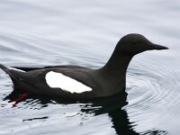 Cepphus grylle 14, Zwarte zeekoet, Saxifraga-Bart Vastenhouw