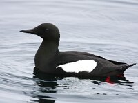 Cepphus grylle 15, Zwarte zeekoet, Saxifraga-Bart Vastenhouw