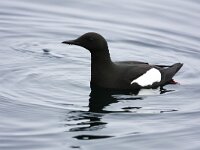 Cepphus grylle 16, Zwarte zeekoet, Saxifraga-Bart Vastenhouw
