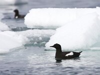 Cepphus grylle 2, Zwarte zeekoet, Saxifraga-Bart Vastenhouw
