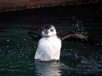 Cepphus grylle 21, Zwarte zeekoet, Saxifraga-Bart Vastenhouw