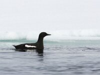 Cepphus grylle 5, Zwarte zeekoet, Saxifraga-Bart Vastenhouw