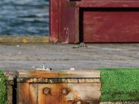 Cepphus grylle 6, Zwarte zeekoet, adult, winter plumage, Saxifraga-Theo Verstrael