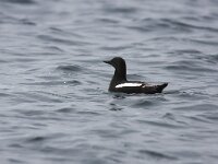 Cepphus grylle 7, Zwarte zeekoet, Saxifraga-Bart Vastenhouw