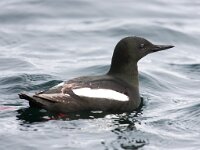 Cepphus grylle 9, Zwarte zeekoet, Saxifraga-Bart Vastenhouw