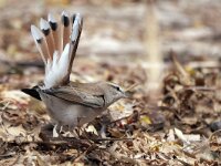 Cercotrichas galactotes 3, Rosse waaierstaart, Saxifraga-Tom Heijnen