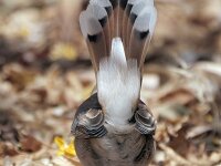 Cercotrichas galactotes 8, Rosse waaierstaart, Saxifraga-Tom Heijnen