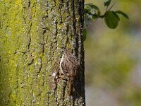 Certhia brachydactyla 5, Boomkruiper, Saxifraga-Jan Nijendijk