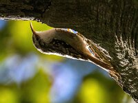 Certhia brachydactyla 69, Boomkruiper, Saxifraga-Bart Vastenhouw