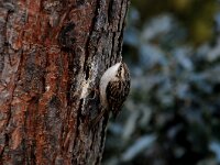 Certhia brachydactyla 9, Boomkruiper, Saxifraga-Piet Munsterman