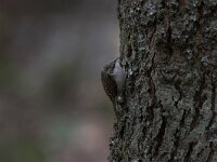 Certhia familiaris 2, Taigaboomkruiper, Saxifraga-Luc Hoogenstein