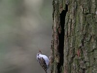 Certhia familiaris 3, Taigaboomkruiper, Saxifraga-Mark Zekhuis