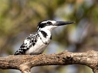 Ceryle rudis 4, Bonte ijsvogel, Saxifraga-Bart Vastenhouw
