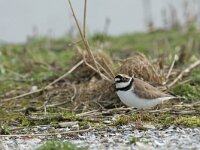 Charadrius dubius 14, Kleine plevier, Saxifraga-Mark Zekhuis