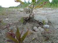 Charadrius dubius 15, Kleine plevier, Saxifraga-Mark Zekhuis