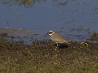 Charadrius dubius 18, Kleine plevier, Saxifraga-Jan Nijendijk