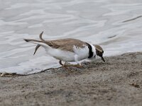 Charadrius dubius 24, Kleine plevier, Saxifraga-Henk Baptist