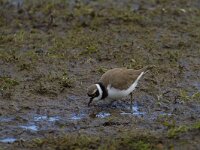 Charadrius dubius 30, Kleine plevier, Saxifraga-Jan Nijendijk