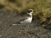 Charadrius dubius 7, Kleine plevier, Saxifraga-Piet Munsterman