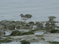 Charadrius dubius 76, Kleine plevier, Saxifraga-Willem van Kruijsbergen