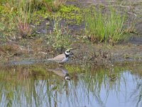 Charadrius dubius 77, Kleine plevier, Saxifraga-Tom Heijnen