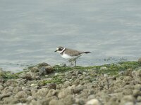 Charadrius dubius 84, Kleine plevier, Saxifraga-Willem van Kruijsbergen