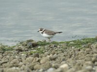 Charadrius dubius 85, Kleine plevier, Saxifraga-Willem van Kruijsbergen