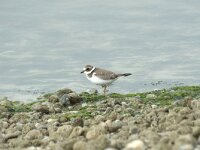 Charadrius dubius 86, Kleine plevier, Saxifraga-Willem van Kruijsbergen