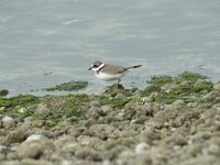 Charadrius dubius 87, Kleine plevier, Saxifraga-Willem van Kruijsbergen