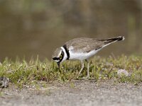 Charadrius dubius 9, Kleine plevier, Saxifraga-Piet Munsterman