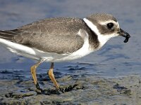Charadrius hiaticula 14, Bontbekplevier, Saxifraga-Iztok Skornik