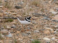 Charadrius hiaticula 15, Bontbekplevier, Saxifraga-Dirk Hilbers