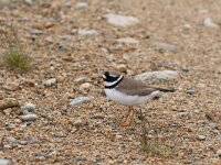 Charadrius hiaticula 17, Bontbekplevier, Saxifraga-Dirk Hilbers