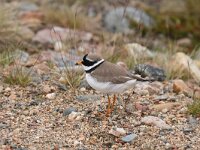 Charadrius hiaticula 18, Bontbekplevier, Saxifraga-Dirk Hilbers