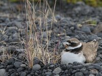 Charadrius hiaticula 24, Bontbekplevier, Saxifraga-Peter Stein