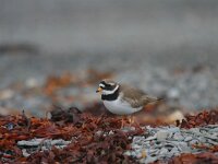 Charadrius hiaticula 28, Bontbekplevier, Saxifraga-Jan Nijendijk