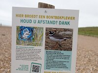 Charadrius hiaticula 37, Bontbekplevier, Saxifraga-Roel Meijer